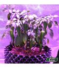 Airpot mit Pflanzen